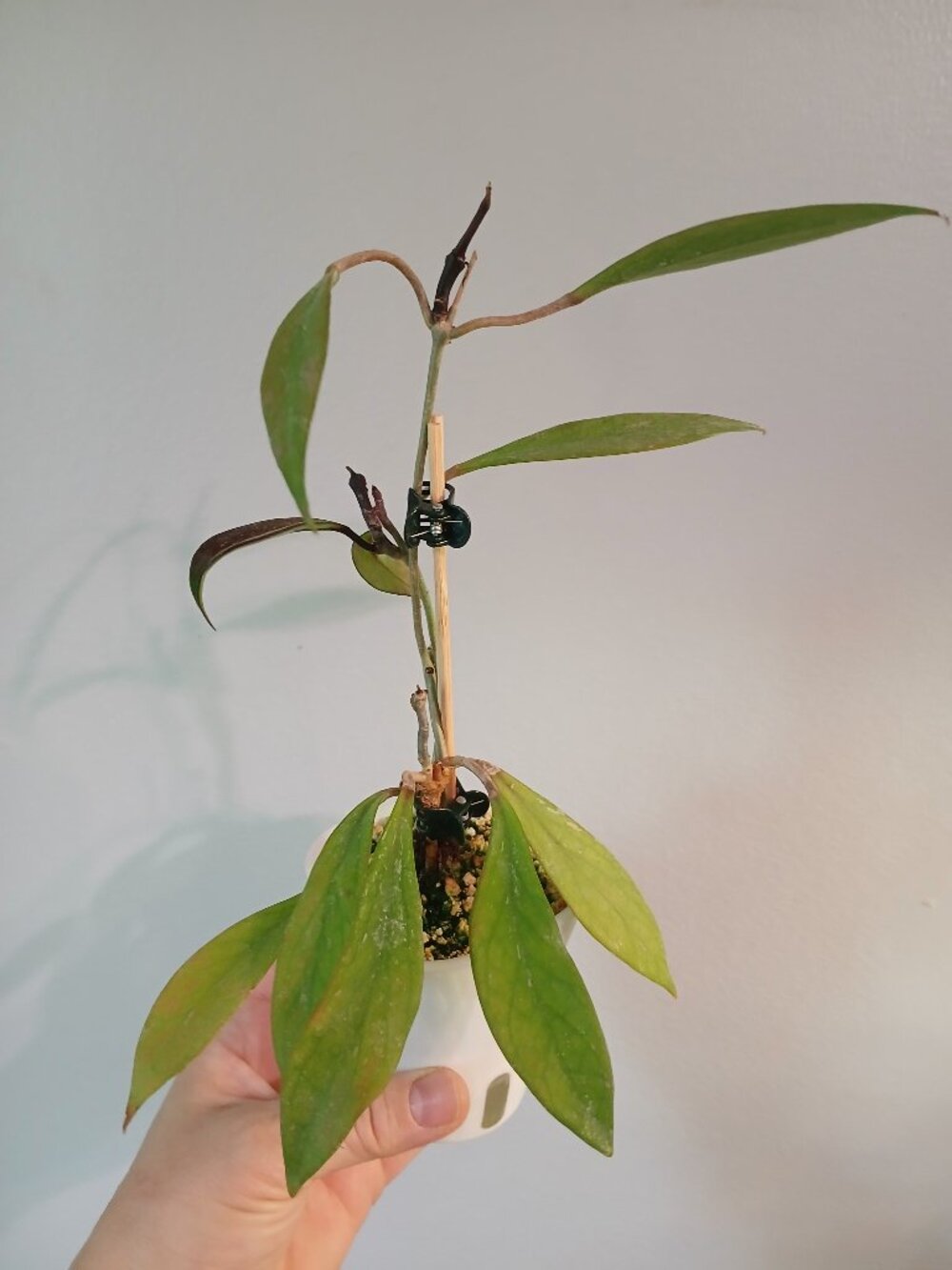 Hoya Chimera